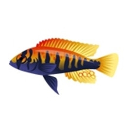 Mwanza Cichlid